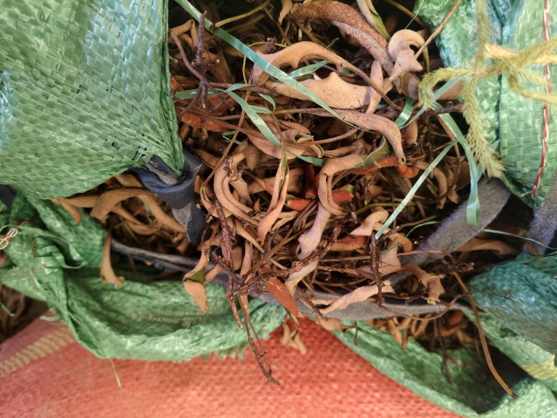 小叶石韦云南产地一手货源量大从优有需要的老板