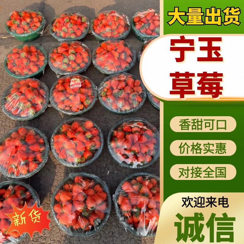 江苏宁玉草莓品质保证诚信经营欢迎联系接商超市场电商