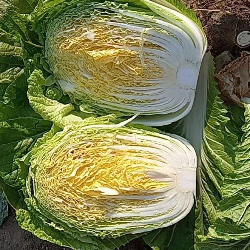 黄心大白菜