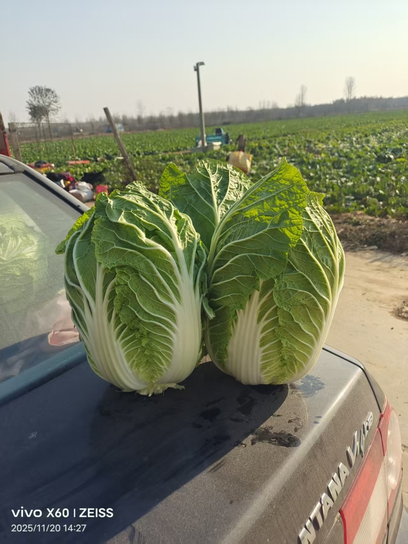 黄心大白菜