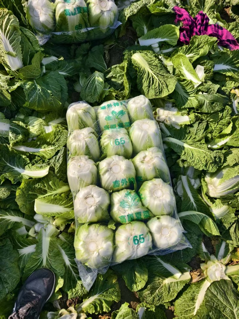 黄心大白菜