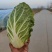 黄心大白菜