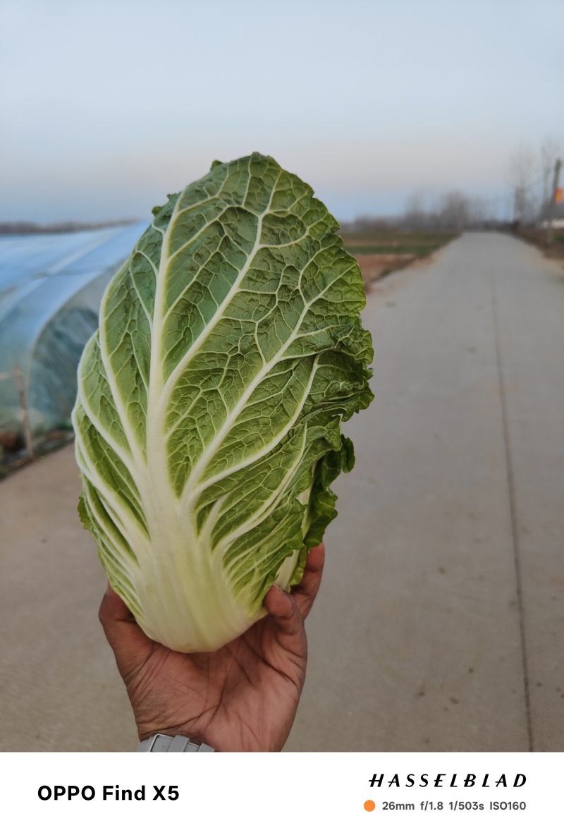 黄心大白菜