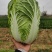 黄心大白菜