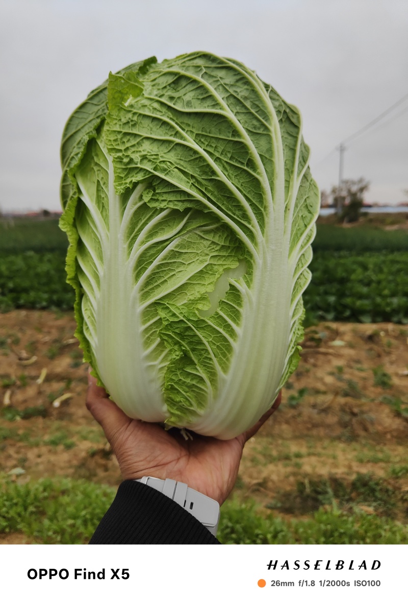 黄心大白菜