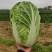 黄心大白菜