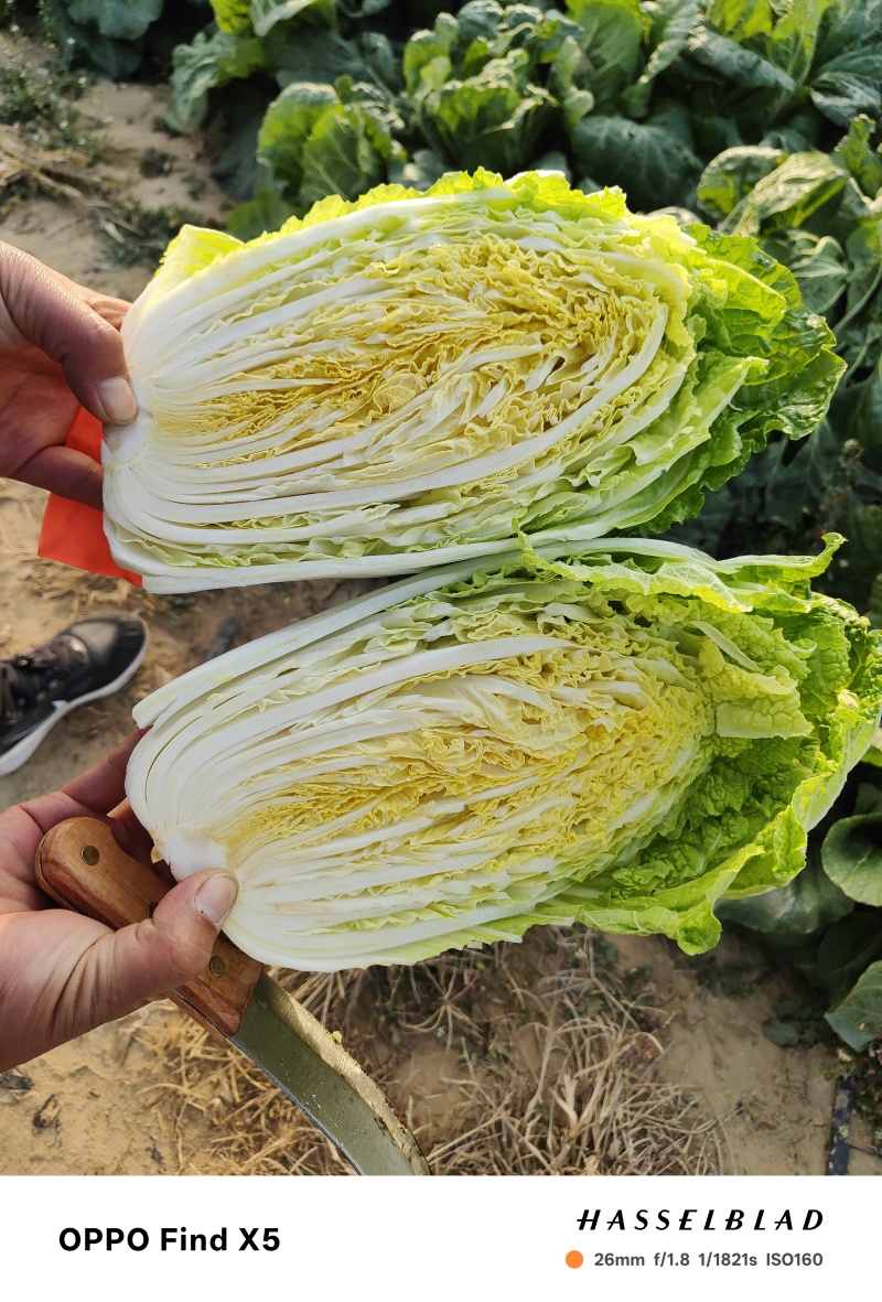 黄心大白菜