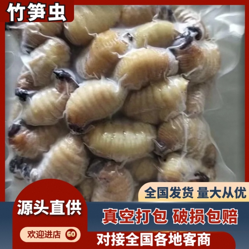 竹笋虫/河北承德产区直发/大量有货/欢迎选购/