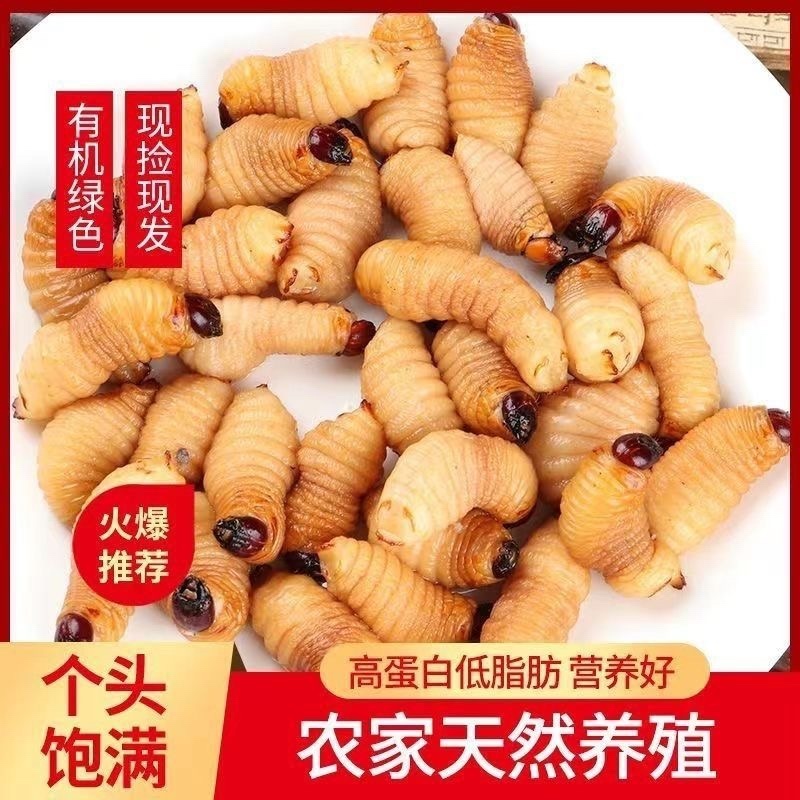 竹笋虫/河北承德产区直发/大量有货/欢迎选购/