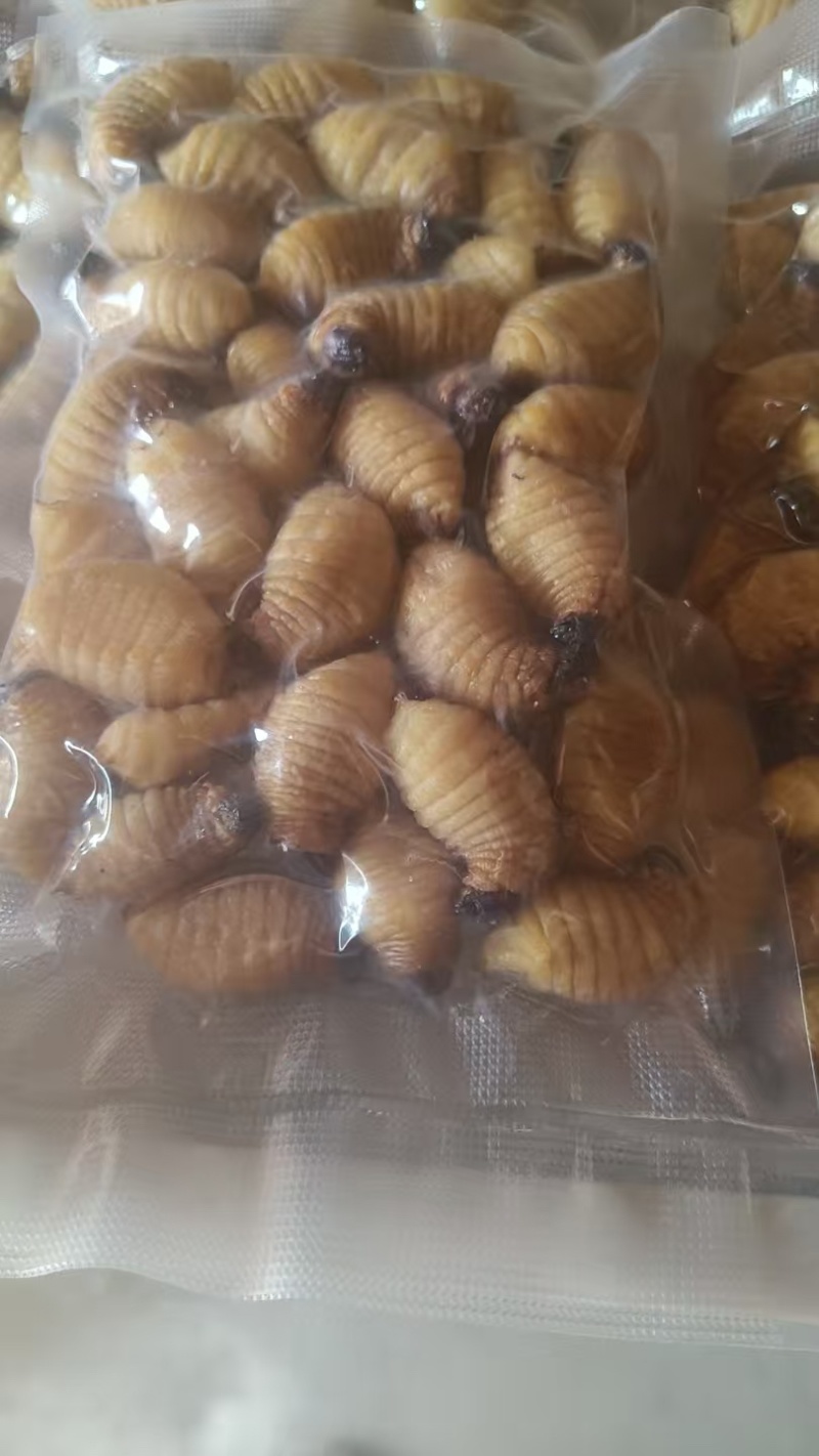 竹笋虫/河北承德产区直发/大量有货/欢迎选购/