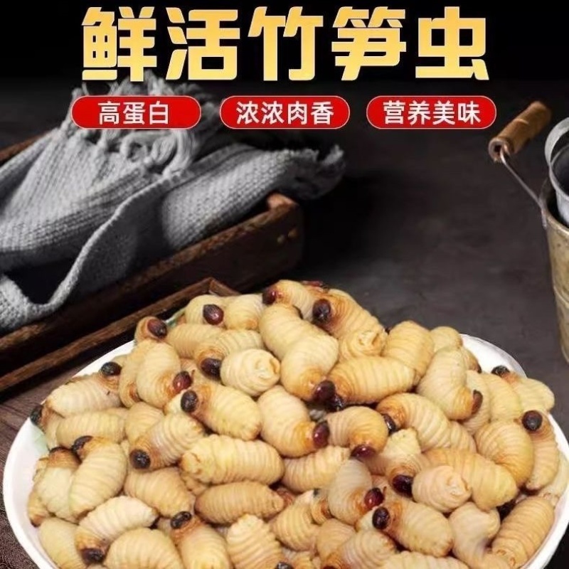 竹笋虫/河北承德产区直发/大量有货/欢迎选购/