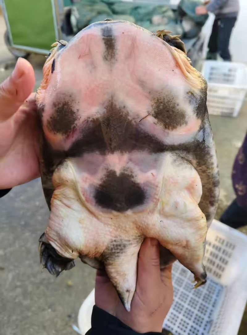 湖北黑花甲鱼中华鳖中华甲鱼大量供应可视频看货欢迎