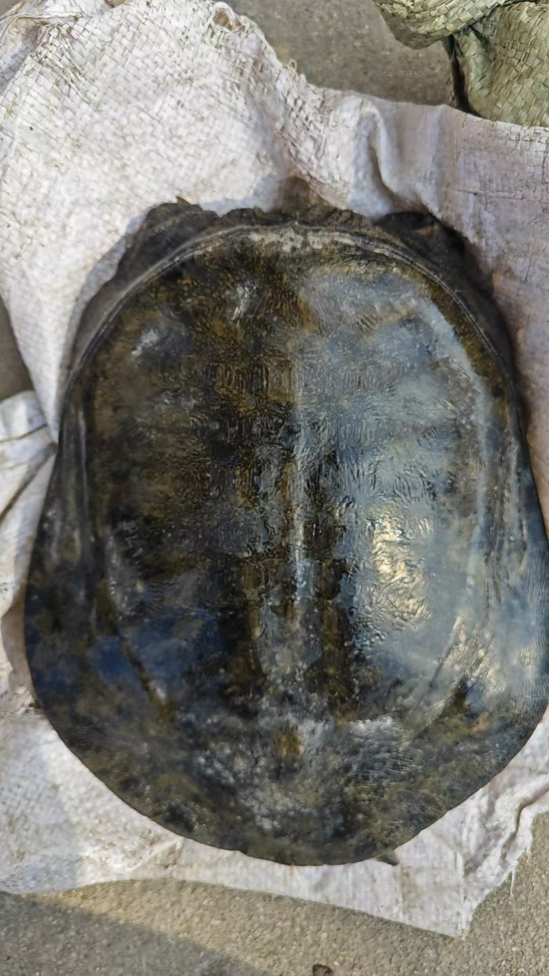 湖北黑花甲鱼中华鳖中华甲鱼大量供应可视频看货欢迎