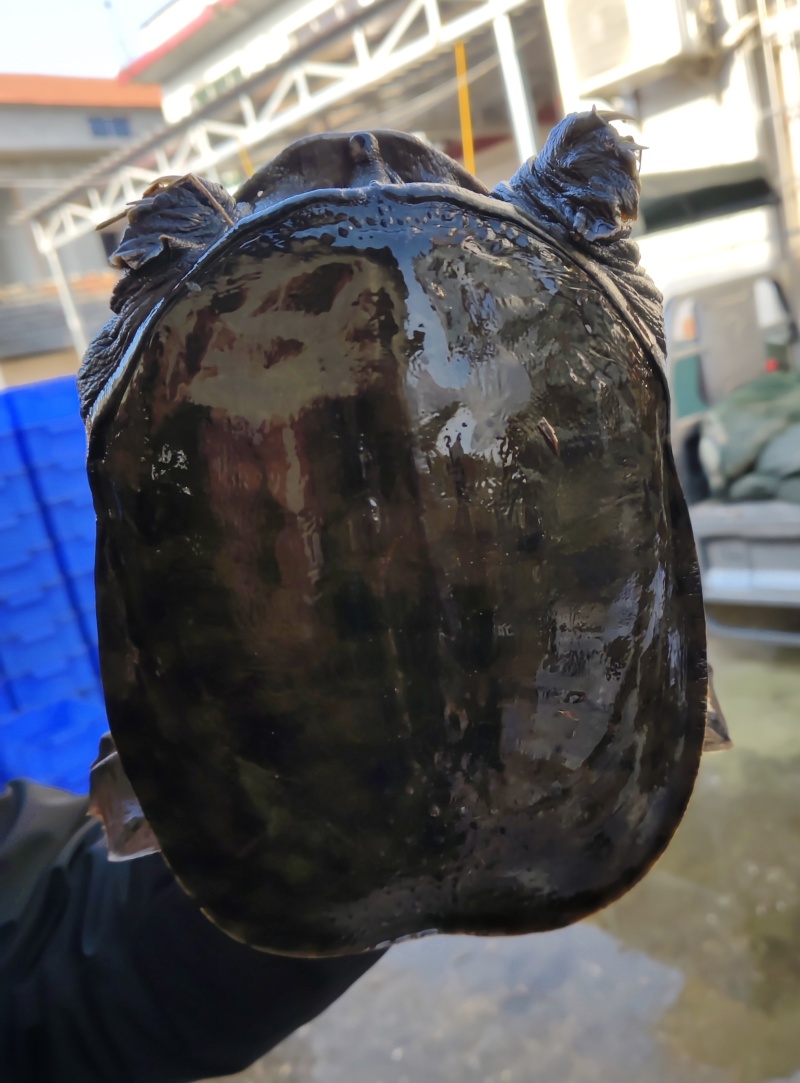 湖北黑花甲鱼中华鳖中华甲鱼大量供应可视频看货欢迎
