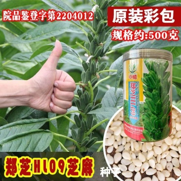 白芝麻种子中禧郑芝HL09白芝麻高油高抗不倒伏白芝麻种籽