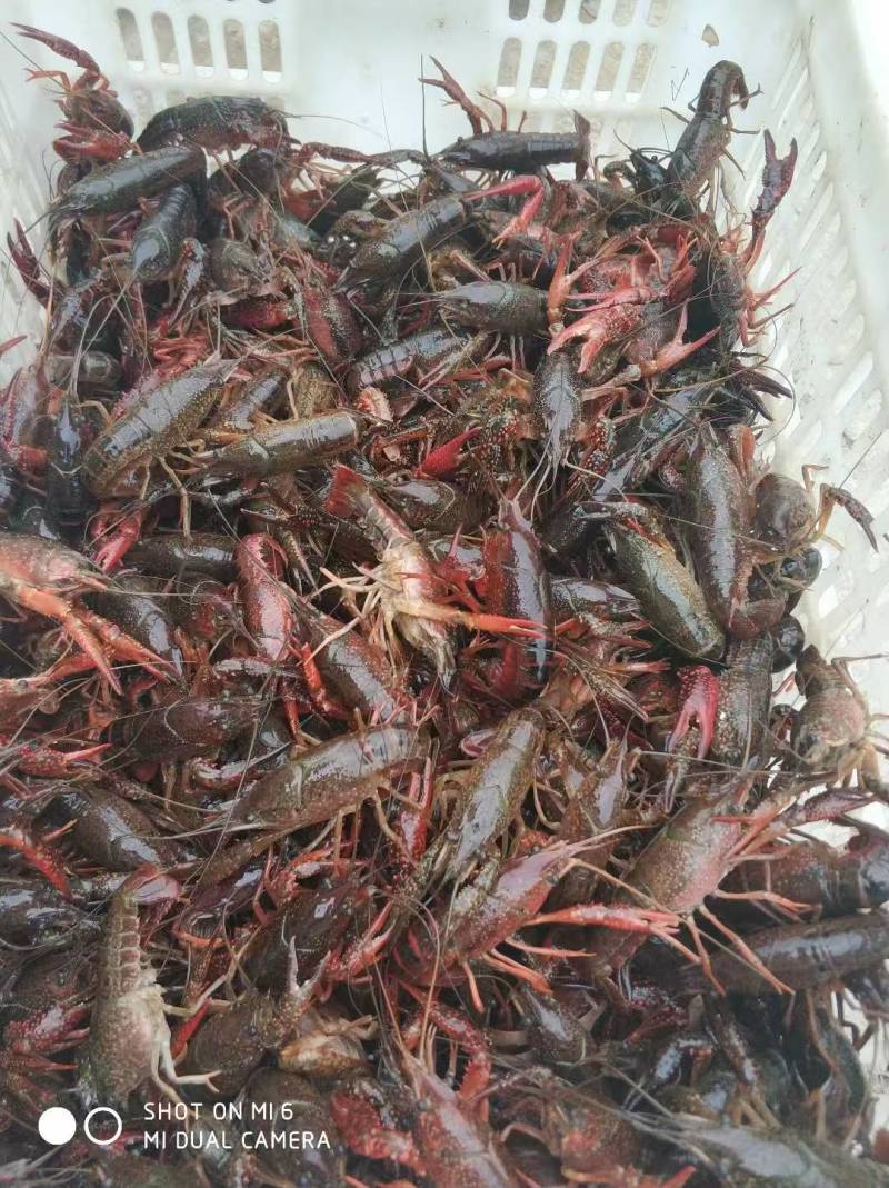 清水小龙虾潜江小龙虾监利小龙虾大量供应可视频看货欢
