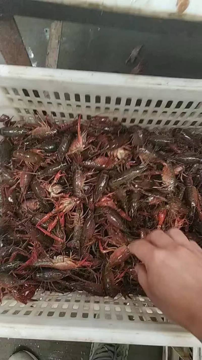 清水小龙虾潜江小龙虾监利小龙虾大量供应可视频看货欢