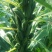 白芝麻种子中禧郑芝HL09白芝麻高油高抗不倒伏白芝麻种籽