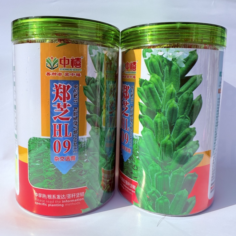 白芝麻种子中禧郑芝HL09白芝麻高油高抗不倒伏白芝麻种籽