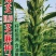 白芝麻种子中禧郑芝HL09白芝麻高油高抗不倒伏白芝麻种籽