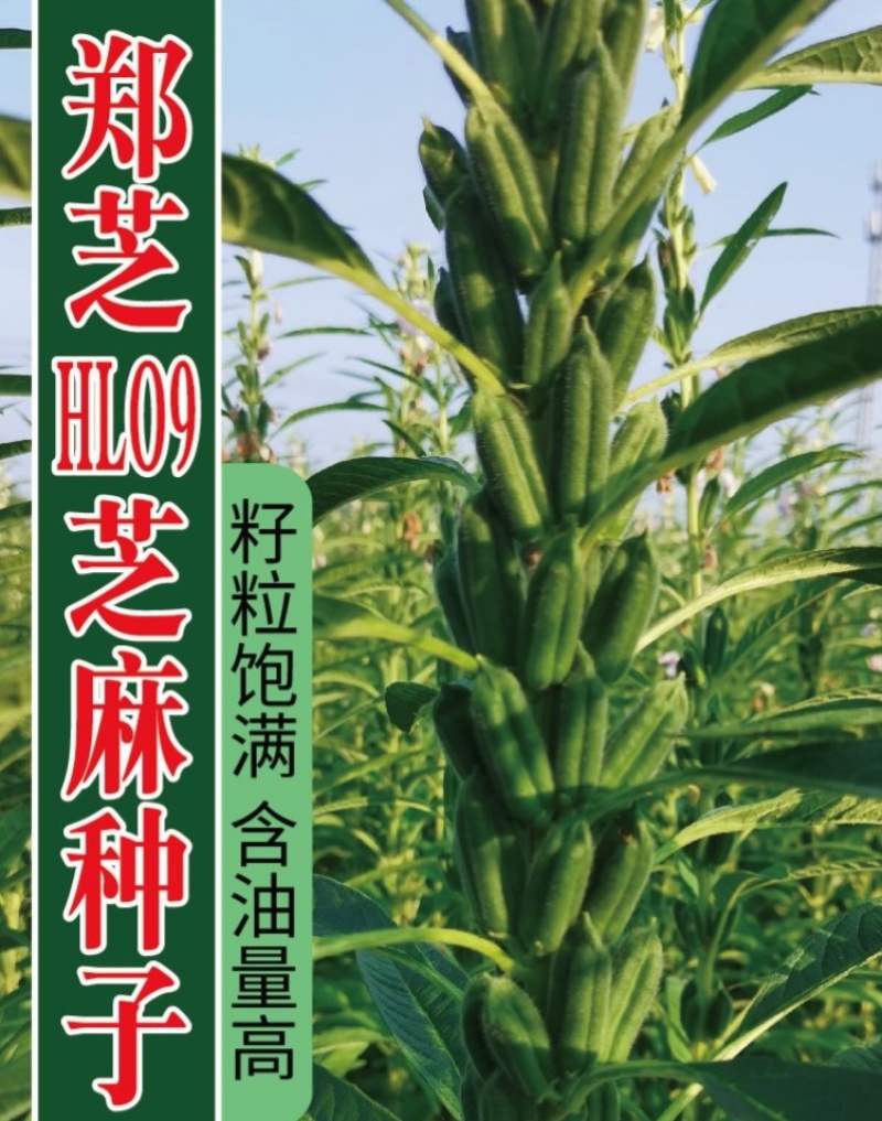 白芝麻种子中禧郑芝HL09白芝麻高油高抗不倒伏白芝麻种籽