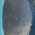 吊水皖鱼