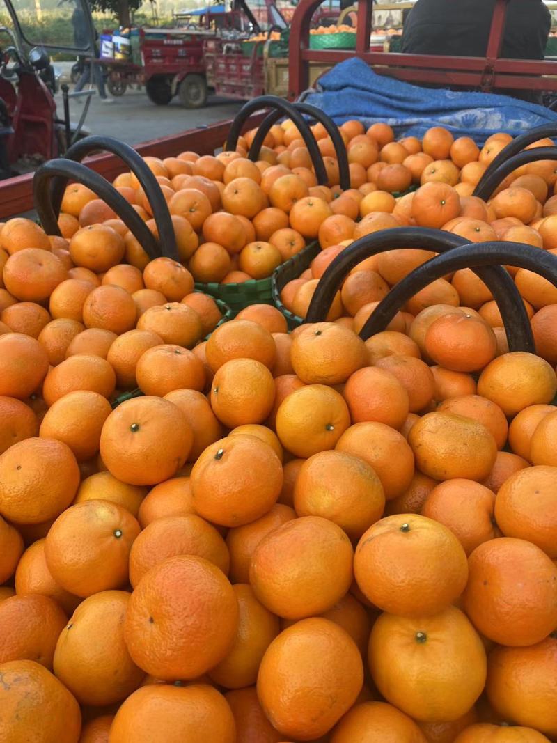 沃柑武鸣沃柑产区直发货源稳定代收代发全国