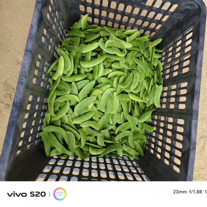 【推荐】海南白玉豆一手货源量大从优供应市场商超电商
