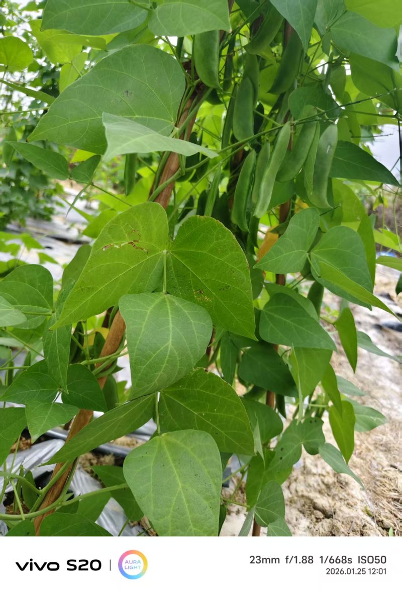 【推荐】海南白玉豆一手货源量大从优供应市场商超电商