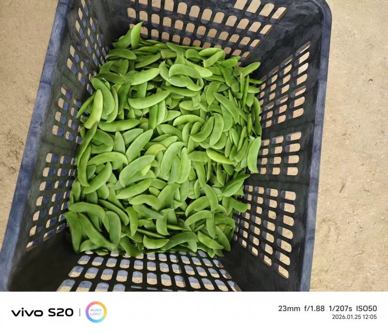 【推荐】海南白玉豆一手货源量大从优供应市场商超电商
