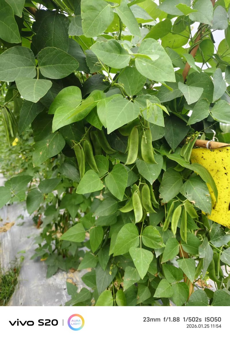 【推荐】海南白玉豆一手货源量大从优供应市场商超电商