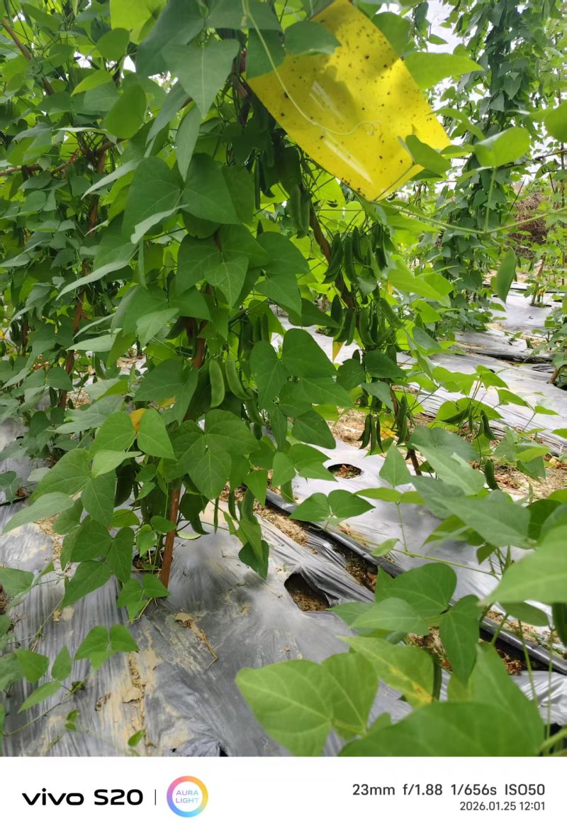 【推荐】海南白玉豆一手货源量大从优供应市场商超电商