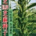 白芝麻种子中禧郑芝HL04中早熟白芝麻种子高产白芝麻种子