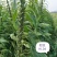 白芝麻种子中禧郑芝HL04中早熟白芝麻种子高产白芝麻种子