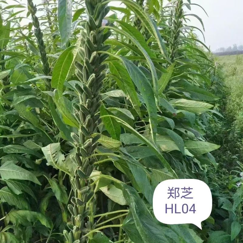 白芝麻种子中禧郑芝HL04中早熟白芝麻种子高产白芝麻种子