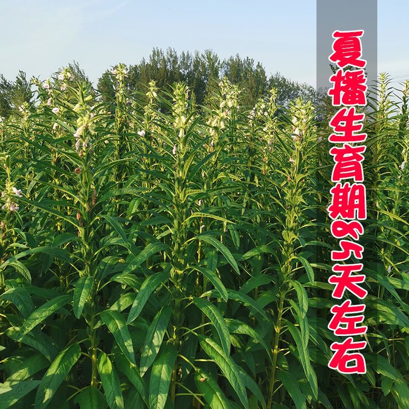 白芝麻种子中禧郑芝HL04中早熟白芝麻种子高产白芝麻种子