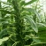 白芝麻种子中禧郑芝HL04中早熟白芝麻种子高产白芝麻种子