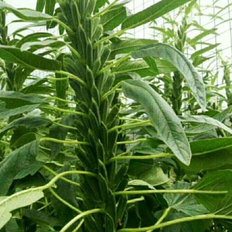 白芝麻种子中禧郑芝HL04中早熟白芝麻种子高产白芝麻种子