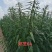白芝麻种子中禧郑芝HL04中早熟白芝麻种子高产白芝麻种子