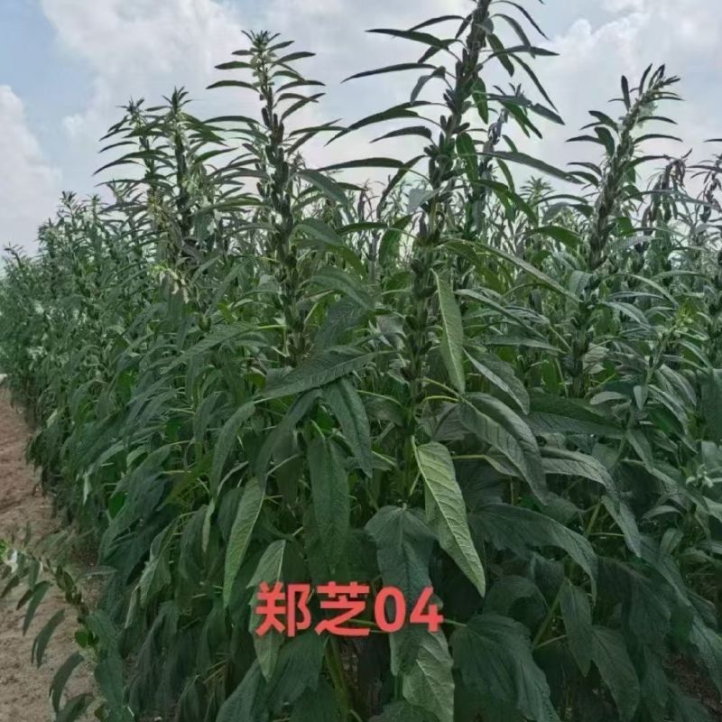 白芝麻种子中禧郑芝HL04中早熟白芝麻种子高产白芝麻种子