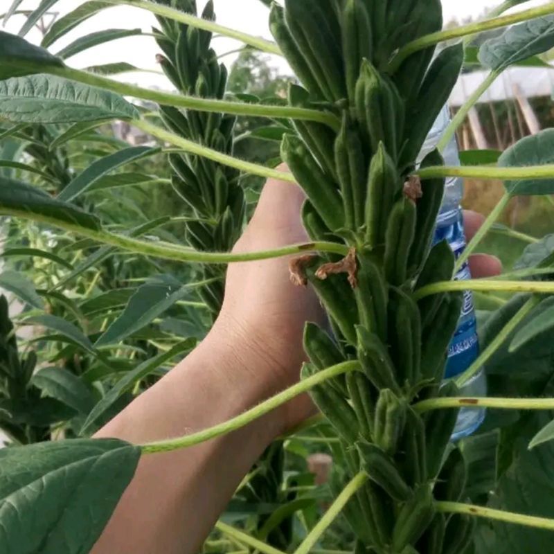 白芝麻种子中禧郑芝HL04中早熟白芝麻种子高产白芝麻种子