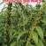 白芝麻种子中禧郑芝HL04中早熟白芝麻种子高产白芝麻种子