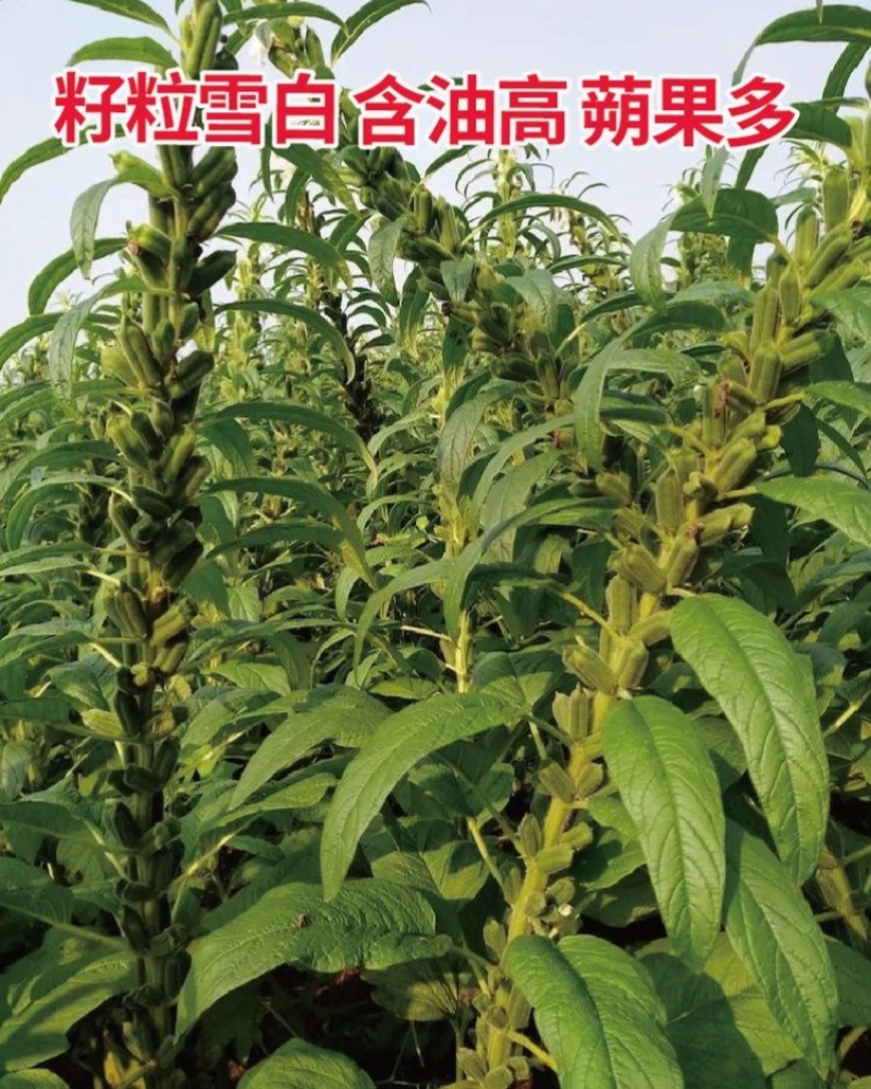 白芝麻种子中禧郑芝HL04中早熟白芝麻种子高产白芝麻种子