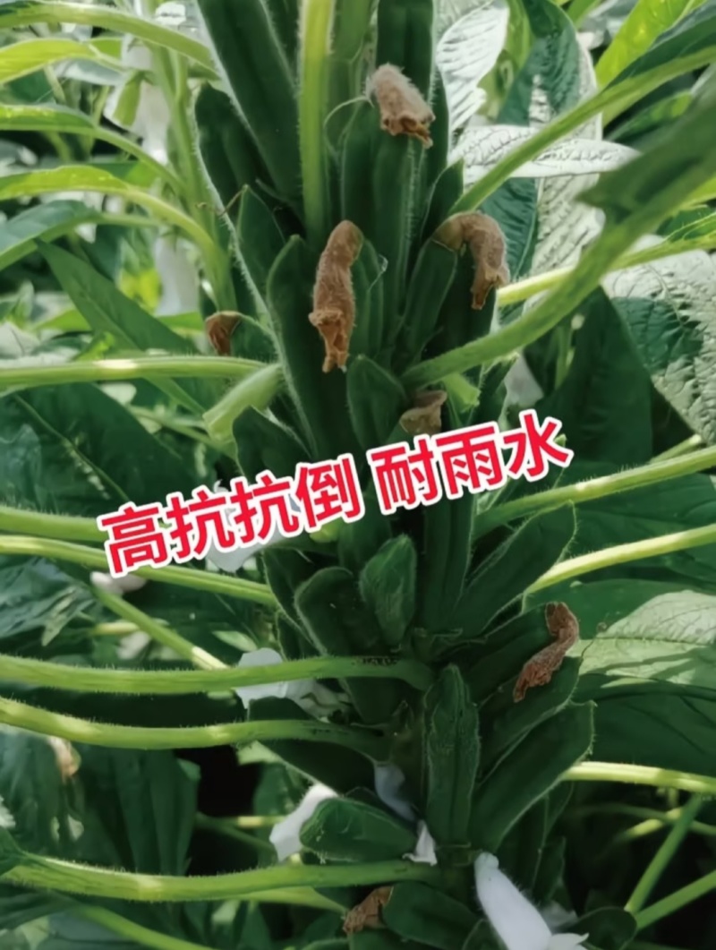 白芝麻种子中禧郑芝HL04中早熟白芝麻种子高产白芝麻种子