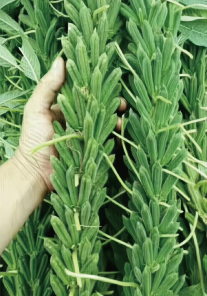 白芝麻种子中禧郑芝HL04中早熟白芝麻种子高产白芝麻种子