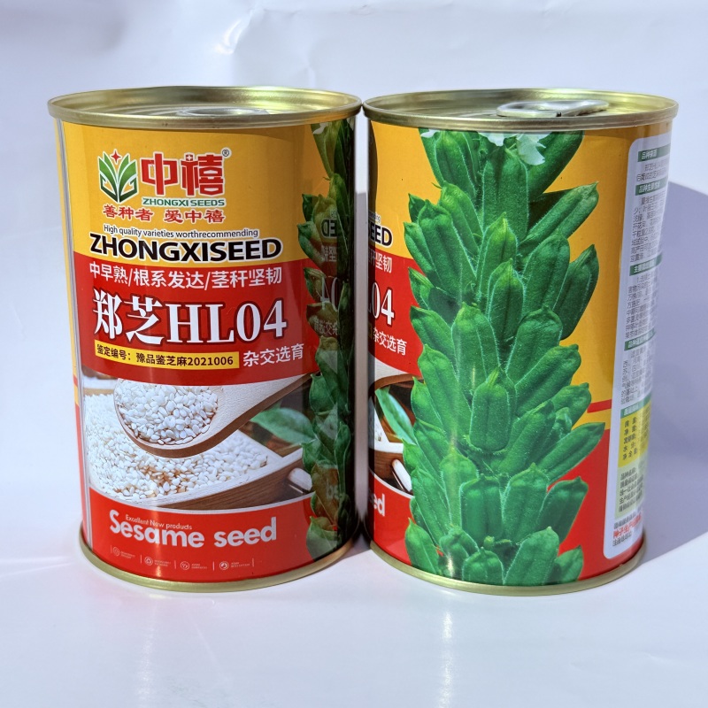 白芝麻种子中禧郑芝HL04中早熟白芝麻种子高产白芝麻种子