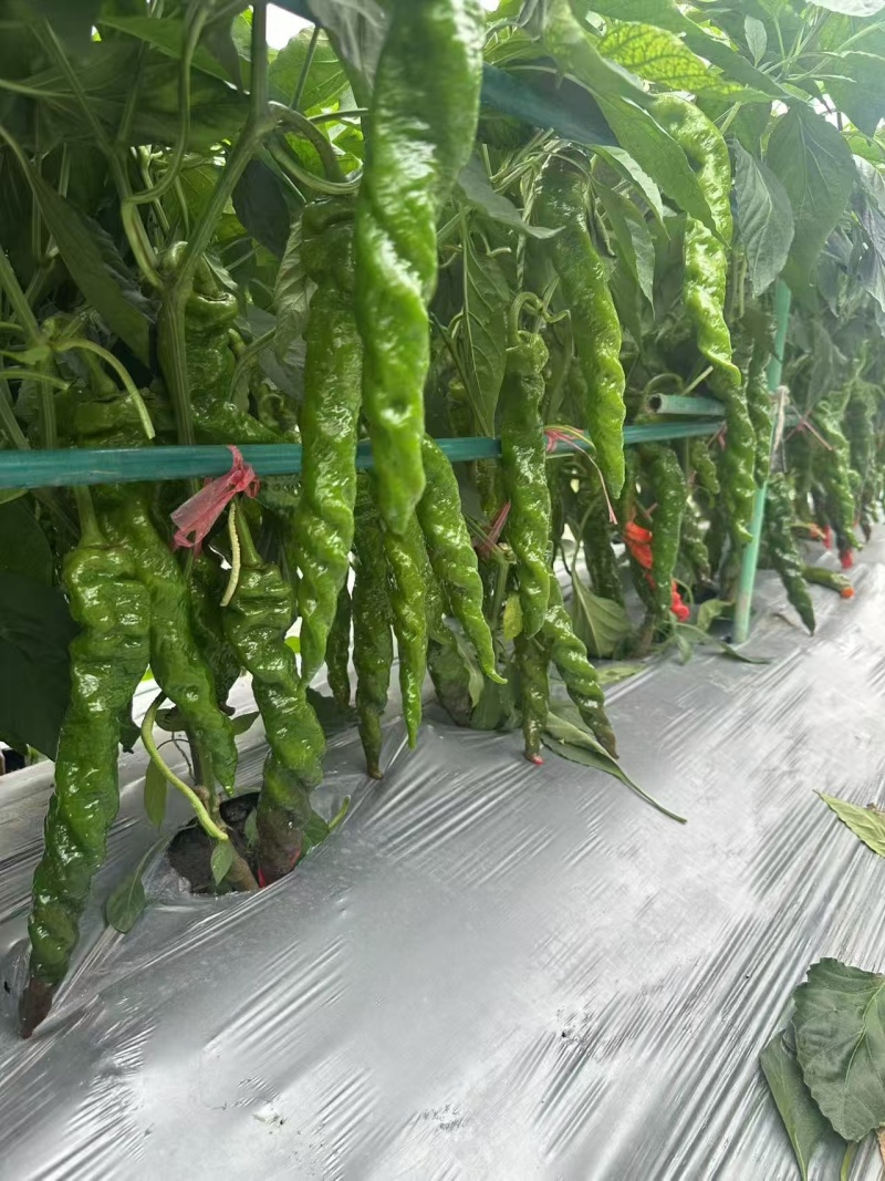 螺旋美螺丝辣椒种子中早熟香辣型味微辣南北方均可种植