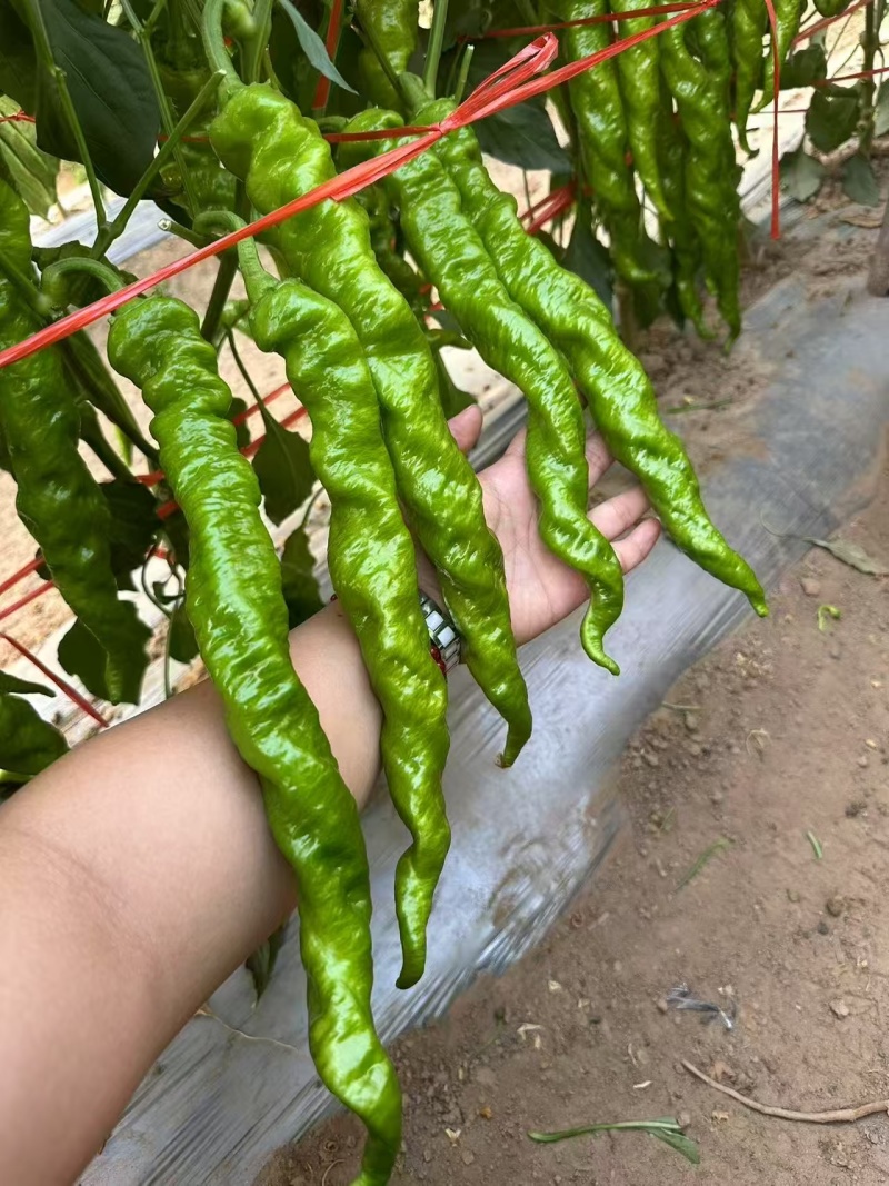 螺旋美螺丝辣椒种子中早熟香辣型味微辣南北方均可种植