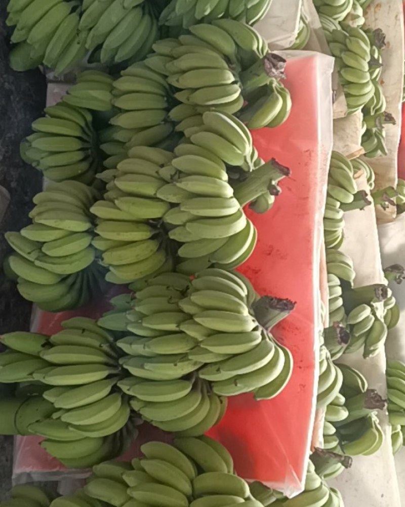 云南芭蕉