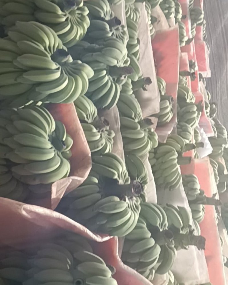 云南芭蕉
